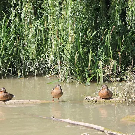 白屋度假村 招待所 Bliznatsi